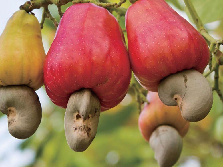 肾形「坚果」才是真正含有种子的果实,种子里便藏著我们熟悉的腰果仁