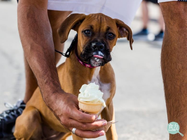 美國fda警告 小心狗狗食用低糖食品 含有木糖醇嚴重會致死 食力foodnext 食事求實的知識頻道