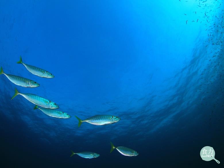 一暝大一寸 禁捕政策見效 東北部海域鯖魚體長恢復8年前標準 食力foodnext 食事求實的知識頻道