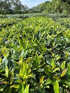新茶種來了！高產量的「臺茶26號」 茶湯風味濃厚、富餘韻感